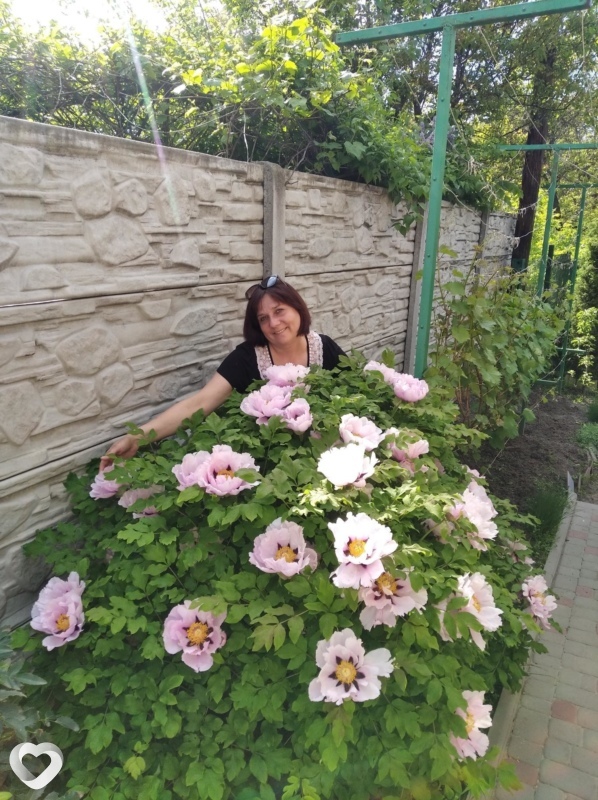 Злата