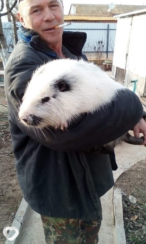 Давидик